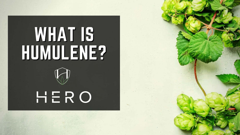 what is humulene hero brands blog cover photo