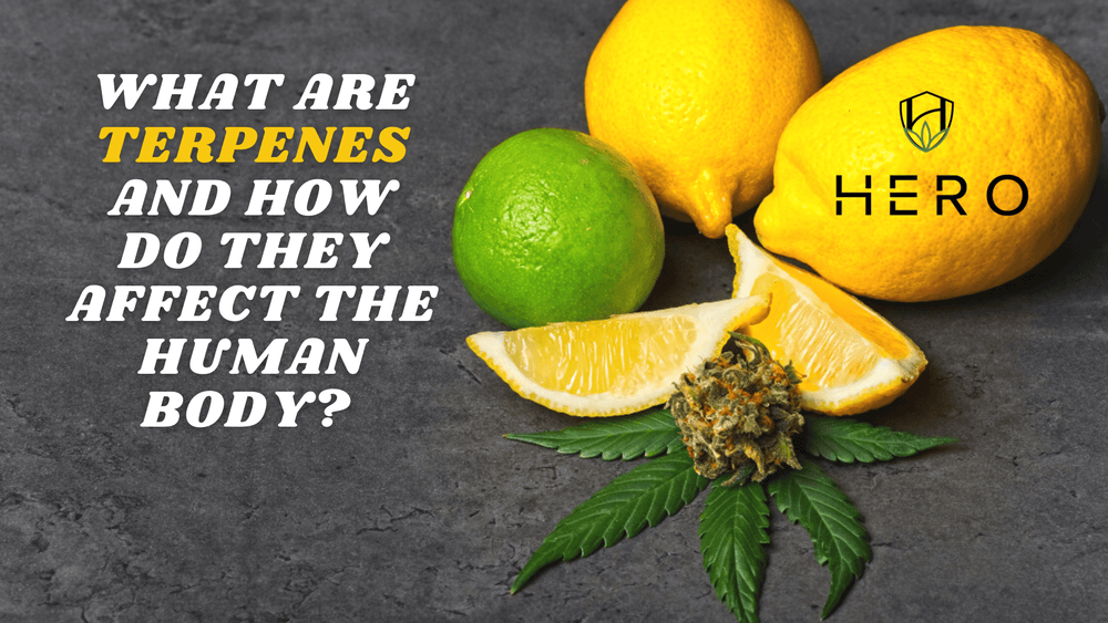 What are terpenes?