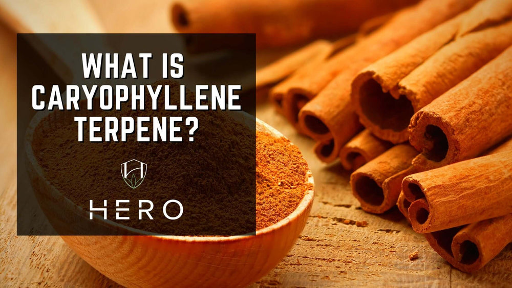 what is caryophyllene terpene blog article cover for hero brands