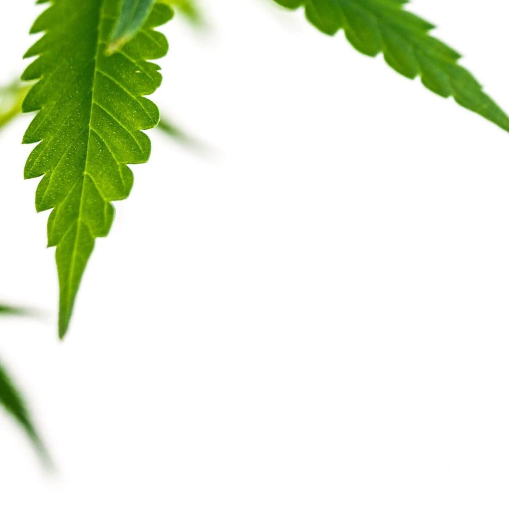 plants over pills cannabis leaf